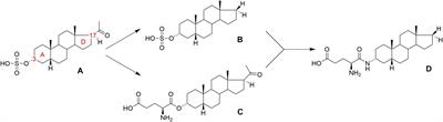 Strong Inhibitory Effect, Low Cytotoxicity and High Plasma Stability of Steroidal Inhibitors of N-Methyl-D-Aspartate Receptors With C-3 Amide Structural Motif